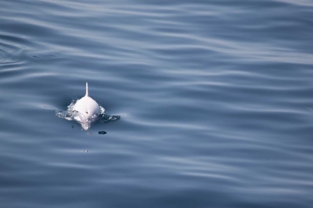 «Невероятно»: в акватории Владивостока заметили огромную стаю дельфинов
