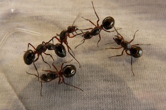 Фонд модернизации ЖКХ Оренбуржья отменил закупку на ролик с муравьем-строителем стоимостью  более 300 тысяч рублей.