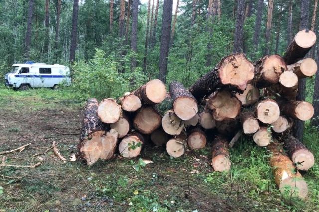 ФСБ выявила незаконную рубку леса в госзаказнике в Новосибирской области