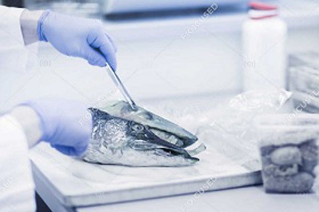 В мороженой рыбе, поступившей в Самару из Мурманска, выявили мышьяк