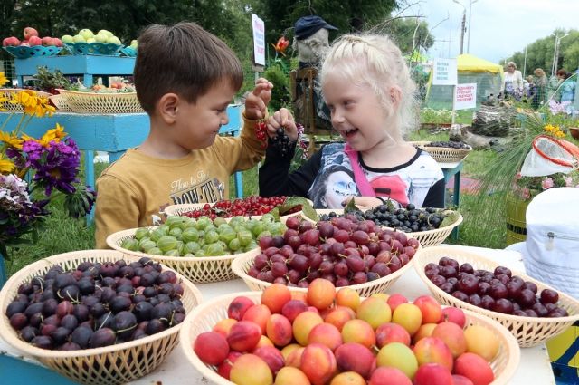 Выставки цветов и плодов в Челябинске в августе не будет