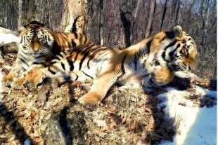 Тигров лечат и адаптируют к жизни.