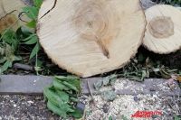 Прокуратура: в Оренбурге вырубают деревья с нарушениями.