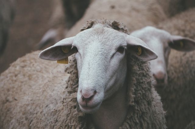 В Тюменской области за 6 млрд рублей построят фермы для овец и индеек