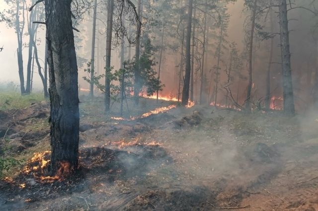 В Югре пожарные потушили еще 5 гектаров леса