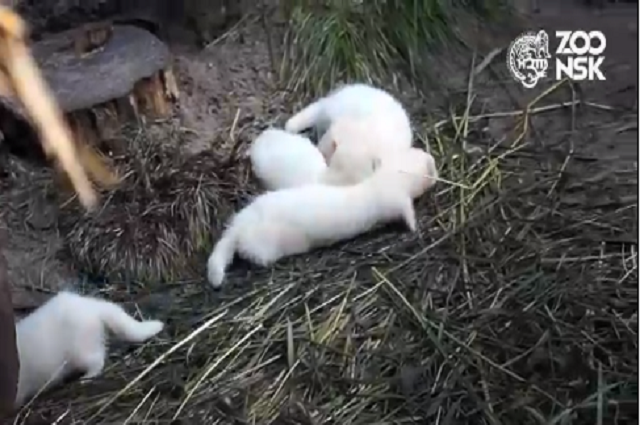 Новосибирский зоопарк показал хорьков-альбиносов