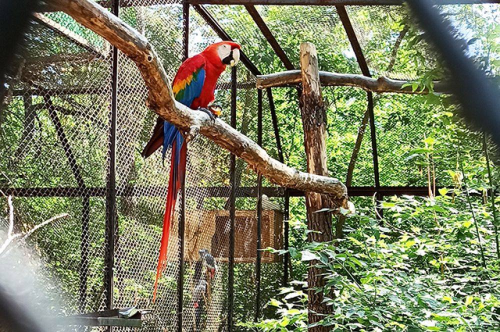 Также как и больших и белых, гости зоопарка не обделяют вниманием ярких и громких. У клеток с этими птицами всегда можно встретить заинтересованных и восхищенных гостей. 