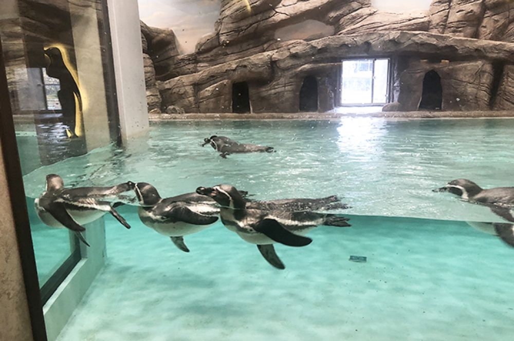 Являясь одним из самых крупных зоопарков, Новосибирский зоопарк знакомит своих посетителей с самыми разными животными. Например, и с пингвинами тоже. 
