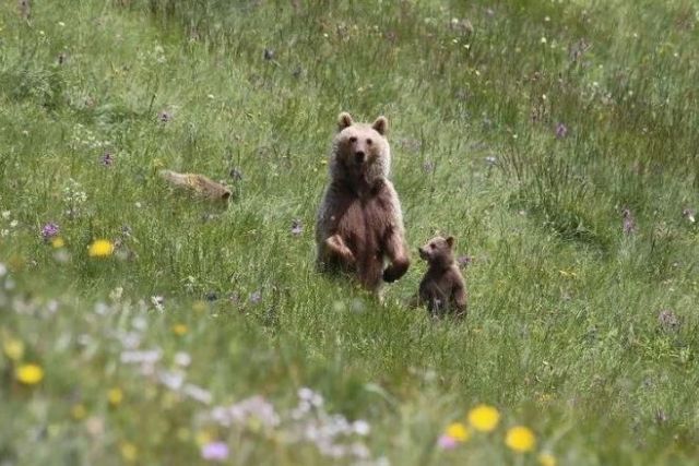 Глава Дагестана установил лимит на добычу туров, косуль и медведей