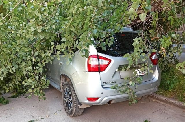 В Новосибирске из-за ветра дерево упало на автомобиль