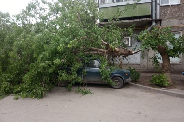 В Самаре упавшие из-за непогоды деревья повредили 24 легковушки