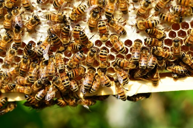 В Татарстане после опрыскивания полей химикатами массово гибнут пчелы