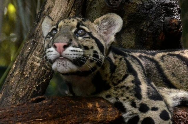 В Новосибирском зоопарке самка леопарда ждёт искусственного оплодотворения