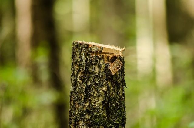 Чиновники в Клинцах не смогли решить, сколько срубить деревьев в парке