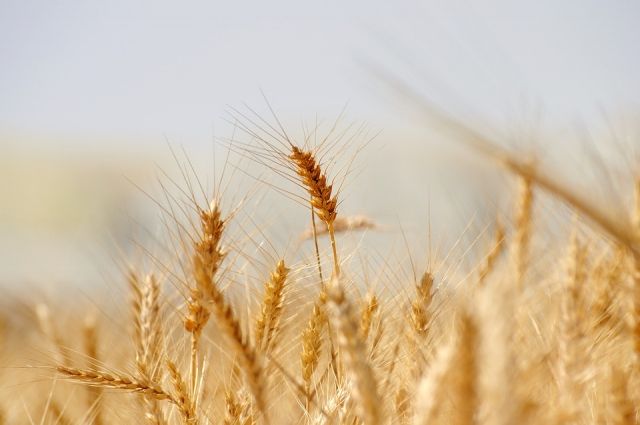 Оренбуржье стало одним из лидеров России по уборке зерновых
