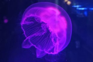 В аквариуме Музея Мирового океана появились новые медузы