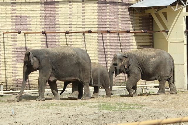 Слоновья услуга. Европа может перестать сотрудничать с зоопарками из России