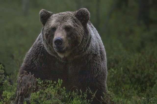 Медвежонок бегал на детской площадке в Барнауле