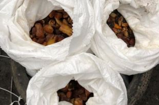 В Ровенской области сельский голова пойдет под суд за перевозку янтаря