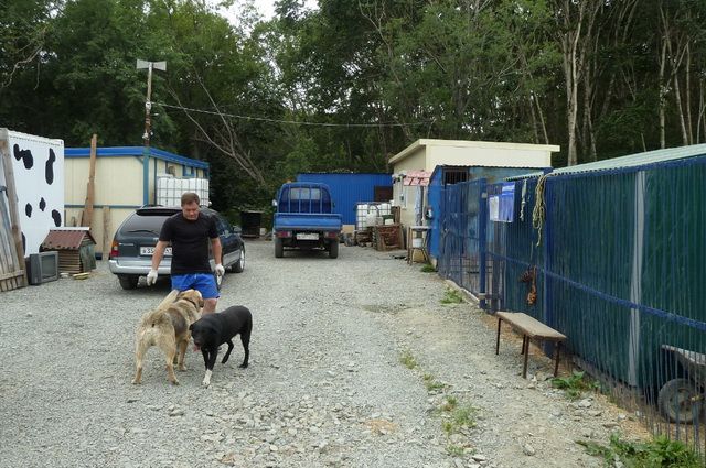 В Петропавловске расширят приют для бездомных животных
