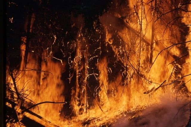 Огненный шторм. В Омской области бушуют лесные пожары