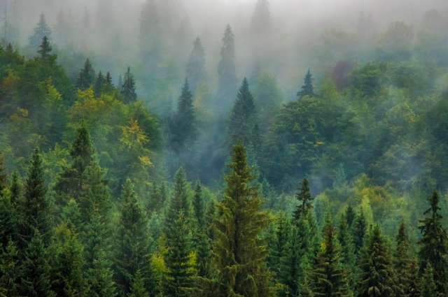 В ХМАО отменен режим ЧС регионального характера в лесах