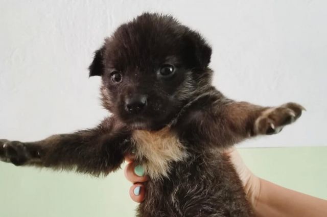 Жительница Новомосковске выдавала дворняжек за породистых щенков