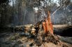 Сгоревшие деревья неподалеку от Апуи.
