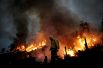 Пожарная бригада Бразильского института окружающей среды и возобновляемых природных ресурсов (IBAMA) пытается контролировать пожар в джунглях Амазонки в Апуи.