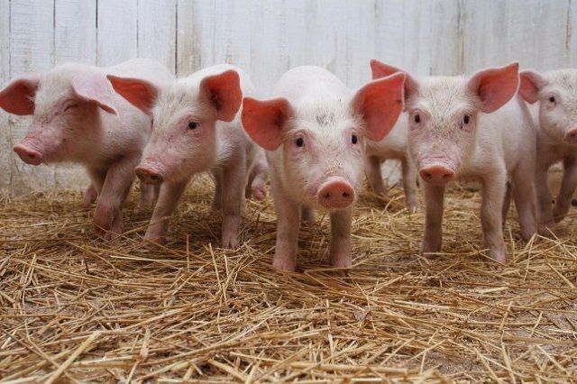 Южноуральцев предупредили о возможной вспышке африканской чумы свиней