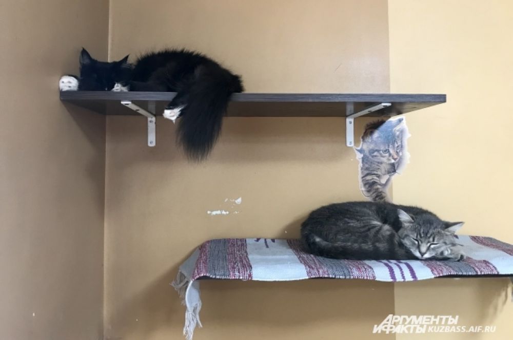 Каждого из котиков можно присмотреть и забрать домой - с 12 до 22 часов.