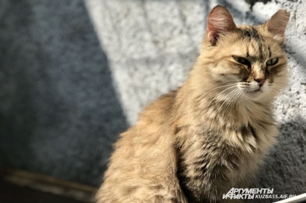 В основном возраст животных от 3 до 5 лет, но есть и старички 10+.