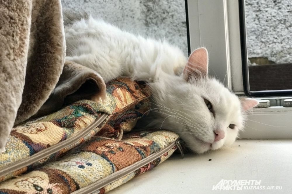 Например, кот Ефим год назад застрял в подвальной дырке, из которой его вытащили только через сутки.