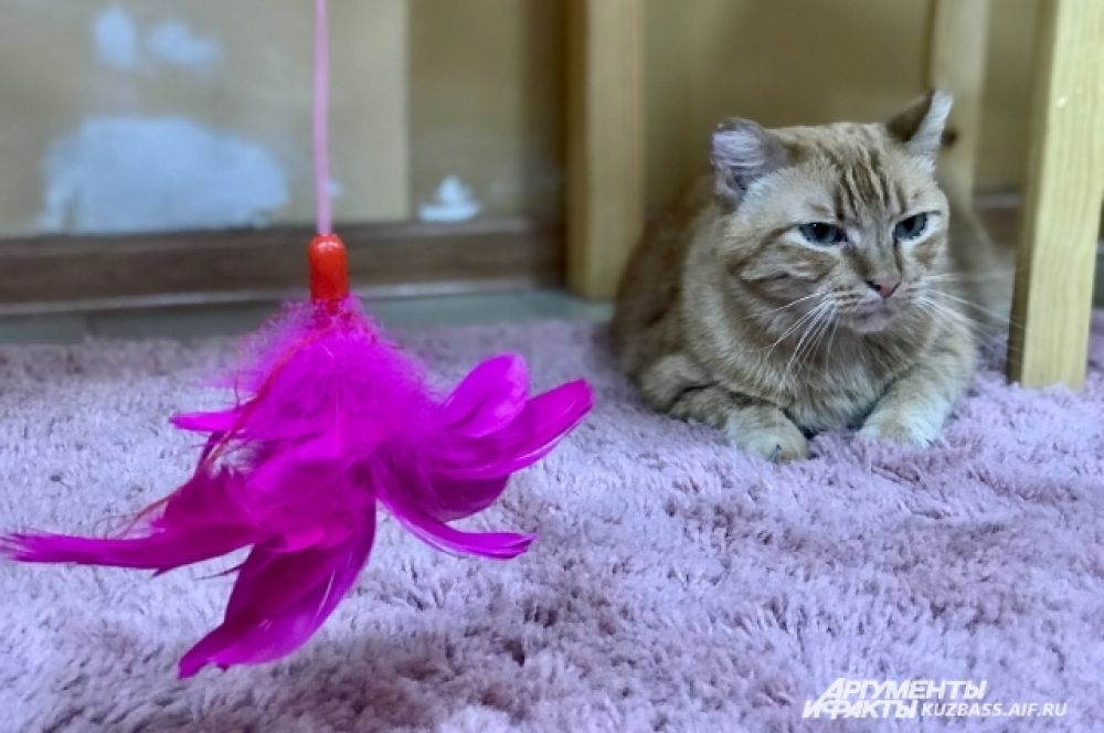 Все животные из котокафе, которое руководители окрестили кошачьей деревушкой «Плюшка», - из приюта, то есть бездомные.