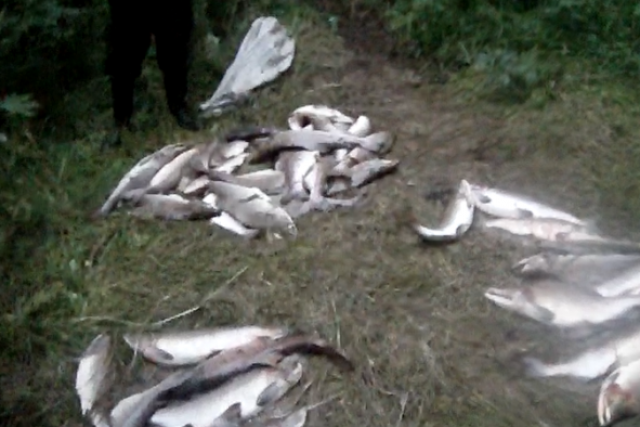Ещё один рыбак в Хабаровском крае наловил рыбы на уголовное дело