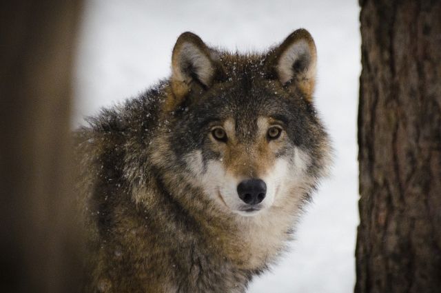 Шесть волков из зоопарка «Мишутка» переехали в зоопарк Балахны