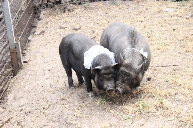 Ещё один очаг африканской чумы свиней выявили в Хабаровском крае