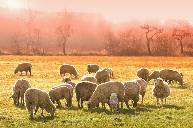 В Ярославле овцы бегают по Дзержинскому району