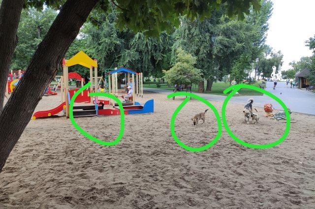 В городском парке Энгельса бездомные собаки поселились на детской площадке