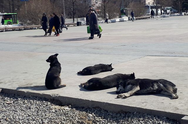 Кормушки для бездомных собак могут появиться в Салехарде