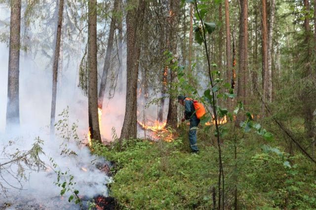 По данным лесопожарного центра, огнём охвачены 15303 гектаров леса.