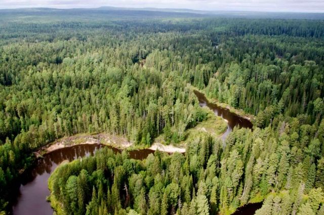 В Иркутской области незаконно вырубались защитные леса по берегам водоёмов