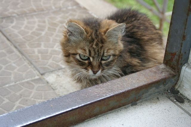 В Тюмени кошка заболела коронавирусом