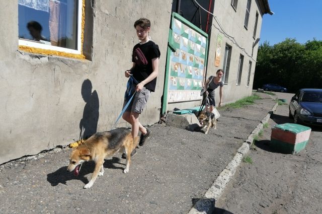 Волонтёры ежедневно приезжают в приют, чтобы погулять с собаками. 