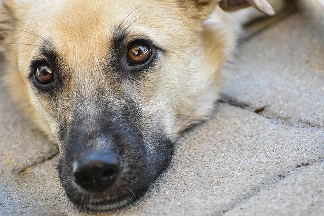 В Иркутске возбуждено уголовное дело из-за убийства собаки в ЖК «Стрижи»