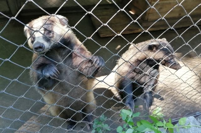 Взять животных под опеку предлагает Приамурский зоосад под Хабаровском