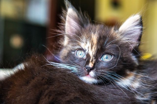 В Тюмени изолировали домашнюю кошку, заболевшую коронавирусом