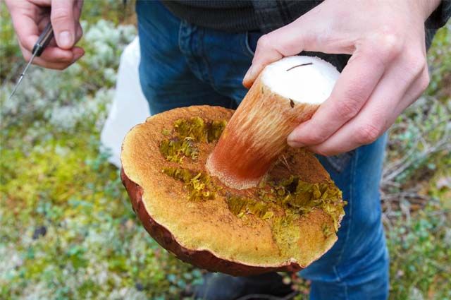 Освоение карьера уничтожит прекрасные сосновые боры, полные белых грибов.