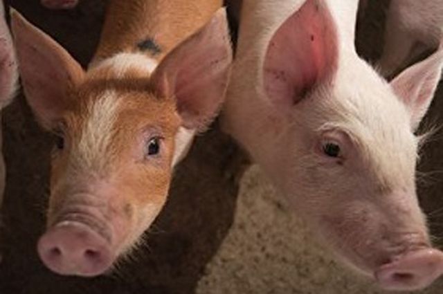 В Самарской области активно распространяется африканская чума свиней