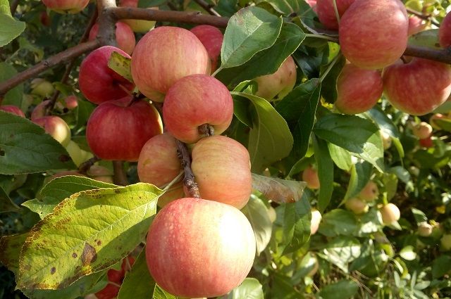 В Яблочный спас инспектируем урожай яблок